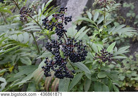 Sambucus Ebulus (elderberry) Fruits.black Danewort (sambucus Ebulus) Berries Close-up