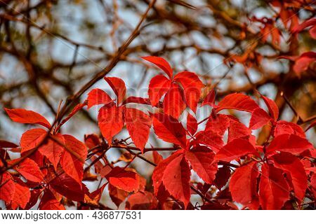 Red Hop Leaves Hang From The Branches Of An Acacia Tree On Which There Are Yellow Sparse Leaves Agai