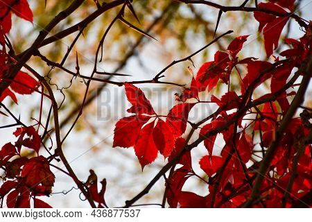 Red Hop Leaves Hang From The Branches Of An Acacia Tree On Which There Are Yellow Sparse Leaves Agai