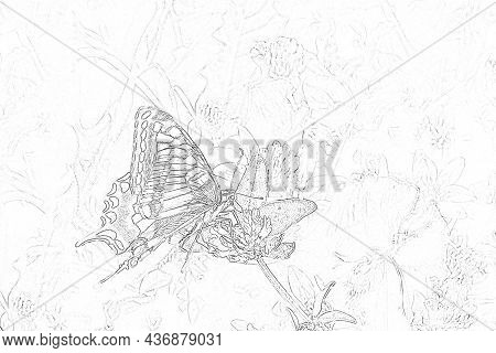 Drawing Of Butterfly Dovetail (papilio Machaon) On A Red Clover (trifolium Pratense).