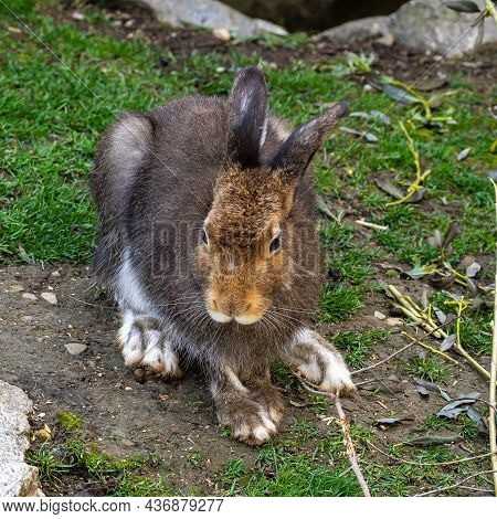 Mountain Hare, Lepus Timidus, Also Known As The White Hare With Brown Hair In Summer