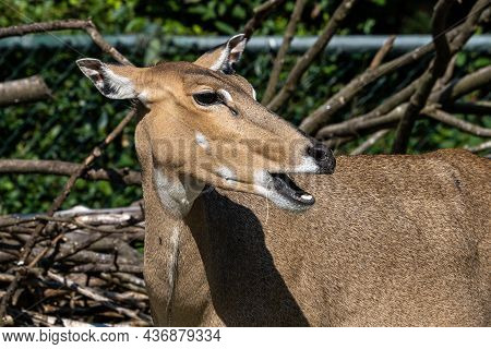Indian Blackbuck, Antelope Cervicapra Or Indian Antelope. The Blackbuck Inhabits Grassy Plains And S