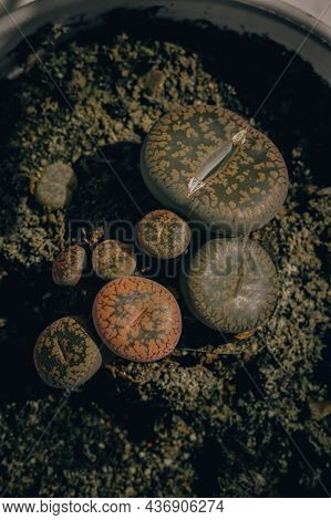 A Group Of Small Lithops. Popular Succulents For Collecting. Top View, Close-up, Vertical Compositio