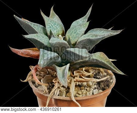 Perennial Plant, Succulent Haworthia Tesselata (latin Name). Homeland Of Growth South Africa. Can Se
