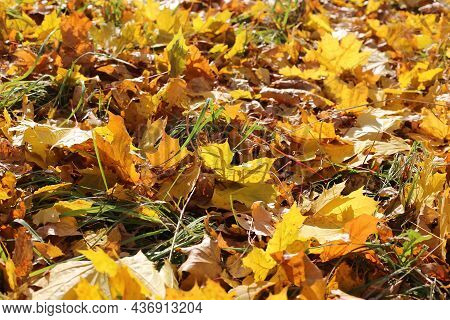 Beautiful Autumn Background, Close-up Of Fallen Leaf Of Maple Tree Glowing In Sunlight