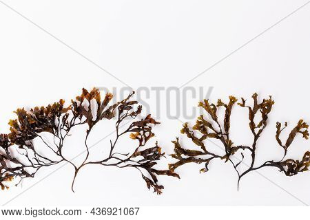 Fucus Seaweed Isolated On White Background. Baltic Sea. Latvia,