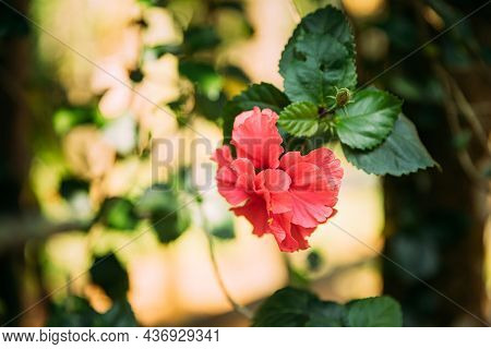 Goa, India. Close View Pink Flower Of Hibiscus Rosa-sinensis.