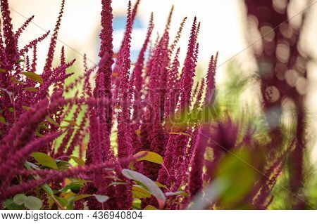 Indian Red Amaranth Plant Growing In Summer Garden. Leaf Vegetable, Cereal And Ornamental Plant, Sou