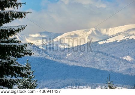 Winter Landscape With Spruse Trees Of Snow Covered Forest In Cold Mountains.