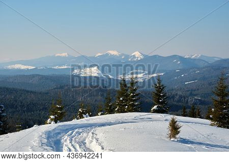 Winter Landscape With Spruse Trees Of Snow Covered Forest In Cold Mountains.