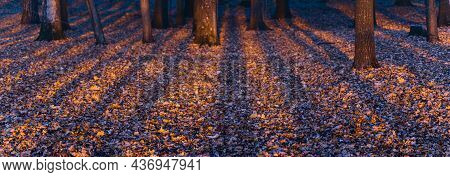 Beautiful Sunset Light In Forrest . Dry Falen Leaves On Foothpath , Grass And Tree Trunks. Pine Tree