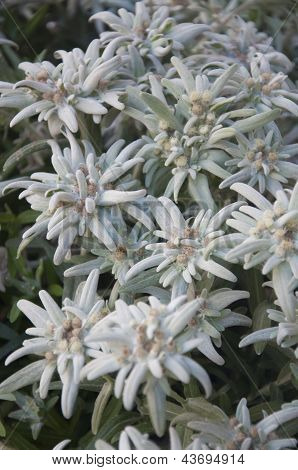 พวงดอกไม้ภูเขา Edelweiss