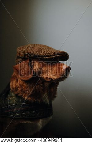Stylish Brown Nova Scotia Duck Tolling Retriever In A Checkered Brown Cap And A Green Cape. Dog Dres