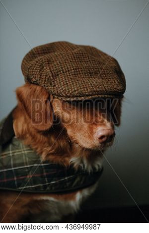 Stylish Brown Nova Scotia Duck Tolling Retriever In A Checkered Brown Cap And A Green Cape. Dog Dres