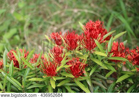 Ixora Coccinea (also Known As Jungle Geranium With Blur Background