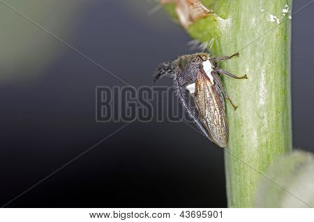 Fulgoroidea