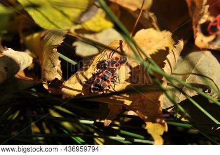 Forest Bugs On A Yellow Leaf. On A Fallen Leaf, Forest Bugs Are Red With A Pattern On The Back.