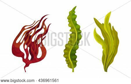 Seaweed And Algae As Aquatic And Marine Plants Growing On Ocean Bottom Vector Set