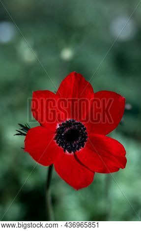 Red Flower In A Green Grass Field