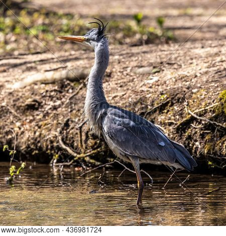 Grey Heron, Ardea Cinerea, A Massive Gray Bird Wading Through A Flat Lake Searching For Fish, With F