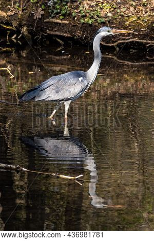 Grey Heron, Ardea Cinerea, A Massive Gray Bird Wading Through A Flat Lake Searching For Fish, With F