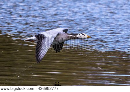 The Bar-headed Goose Flying Over A Lake At Munich. Anser Indicus Breeds In Central Asia In Colonies 