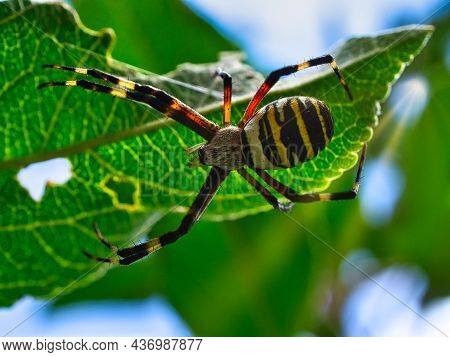 A Zebra Spider On A Leaf. Detailed Closeup