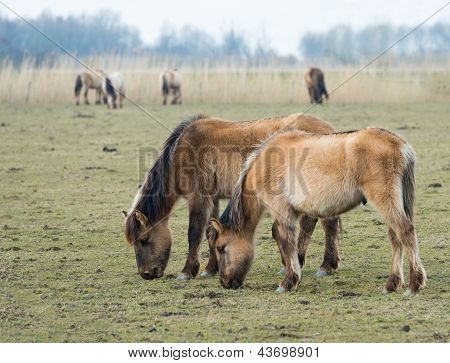 Mandria di cavalli Konik nella natura