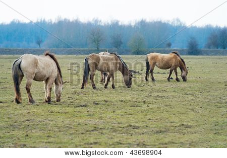 Mandria di cavalli Konik nella natura
