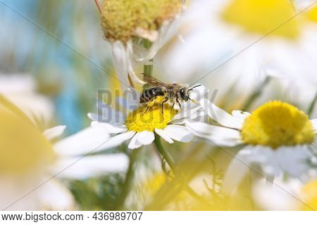 A Tiny Leafcutter Bee Foraging Among Daisy Flowers