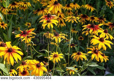 This Is A Flowerbad With Rudbeckia In The Midst Of A Hot Summer.
