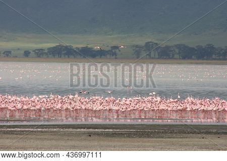 Flamboyance Of Lesser Flamingos (phoeniconaias Minor) Against The Backdrop Of Lake Magadi Inside Ngo