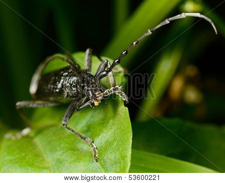 Macro Beetle Of Family Cerambycidae
