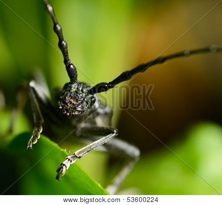 Macro Beetle Of Family Cerambycidae