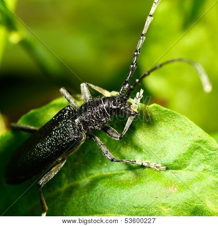 Macro Beetle Of Family Cerambycidae