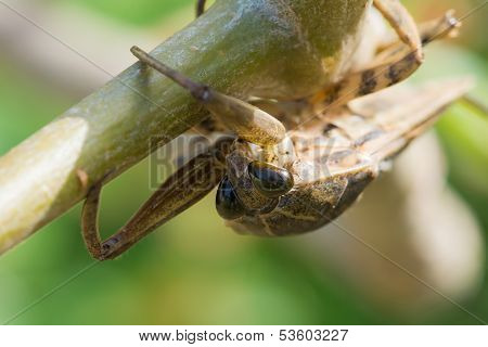 Close Up Of A Water Scorpion With Photographer Reflected In Its Eyes