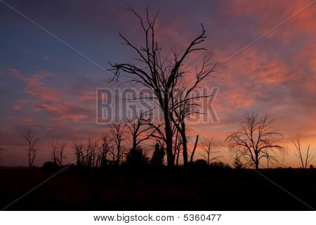 Dead Tree Sunrise