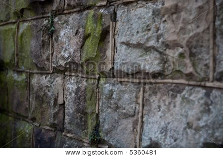 Sloping Moss Wall