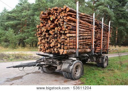 sawed-off tree trunks in a forest