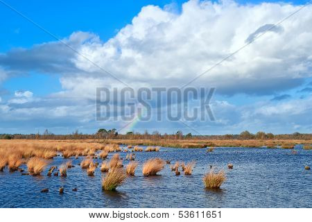 Rainbow Over The Swamp And Blue Sky