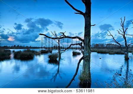 Old Dead Trees In Bog During Dusk
