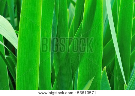 iris leaves