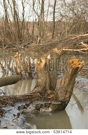 Stumps Of Trees