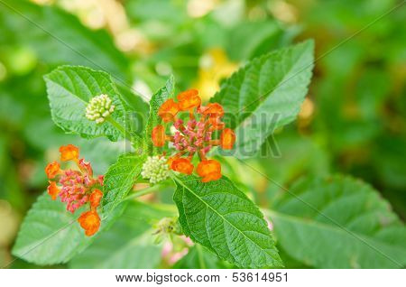 Lantana Or Wild Sage, Lantana Camara L.