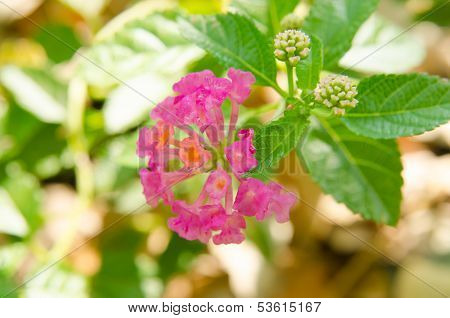 Lantana Or Wild Sage, Lantana Camara L.