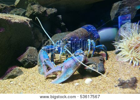 European Lobster - Homarus Gammarus