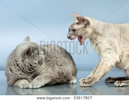 Two Cats