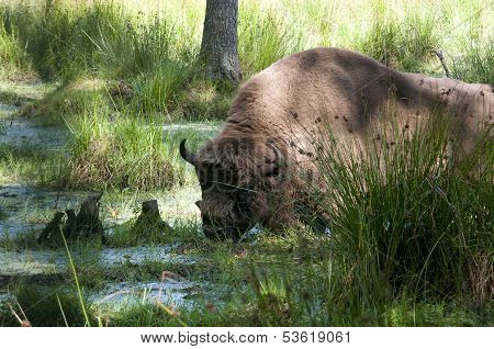 Aurochs