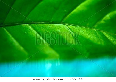 Coffee leaf in blue water closeup