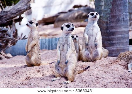 meerkat